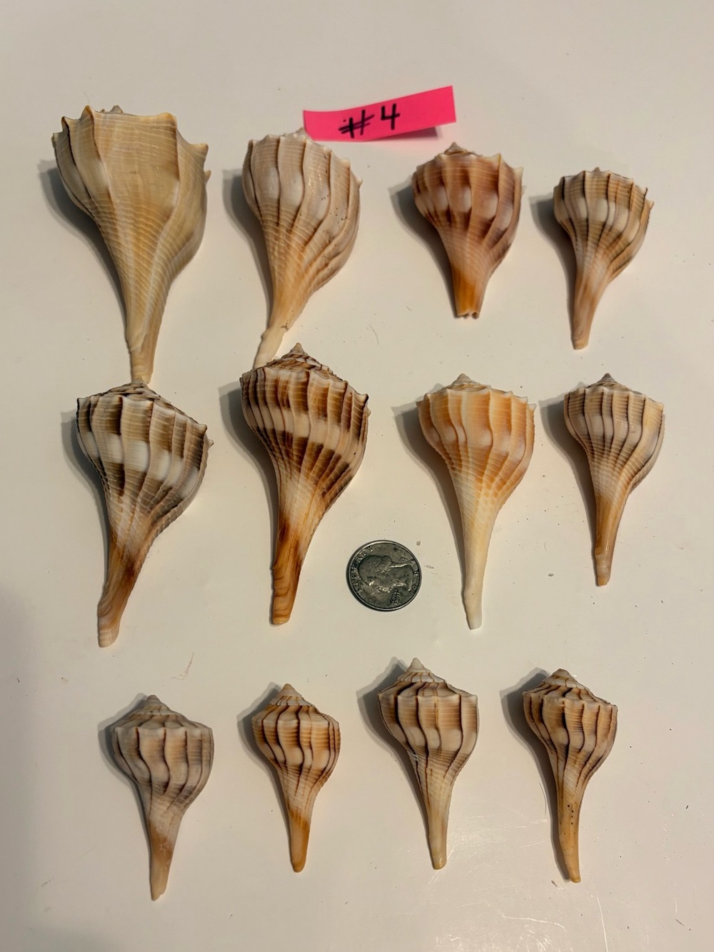 Lightning whelks